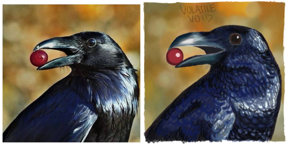 on the left photograph of a raven with a berry in its beak, on the right is a work in progress digital paint recreation of the image
