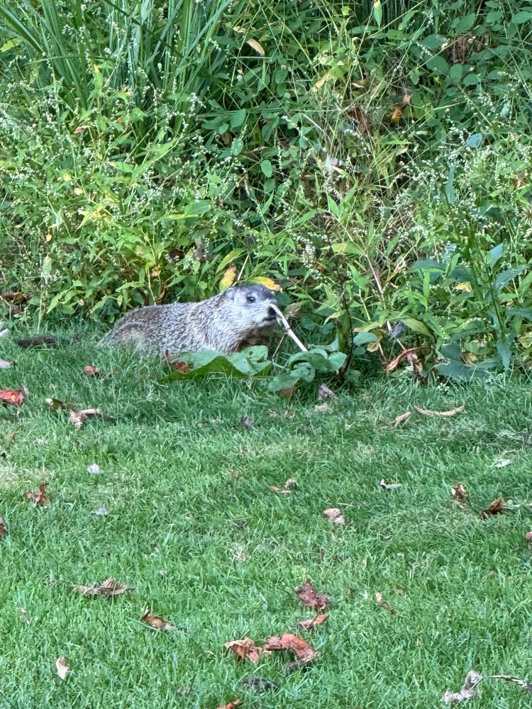 A groundhog on a golf course. 