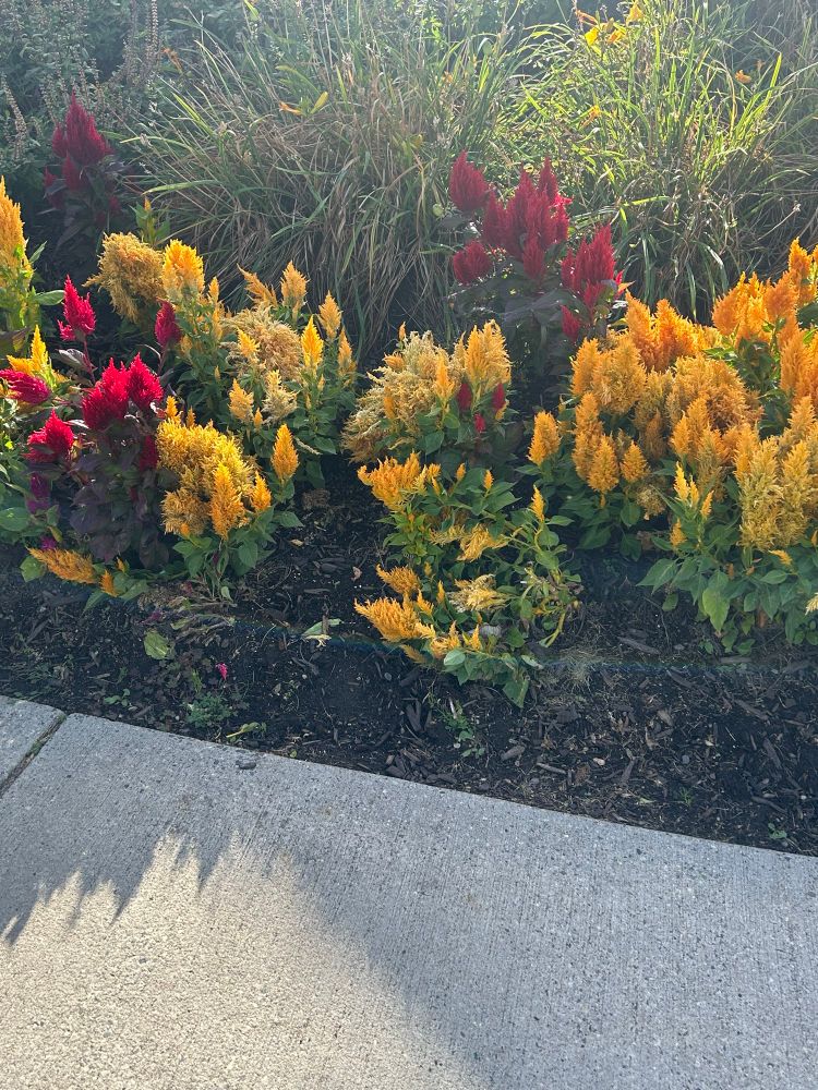 Yellow and red flowers 