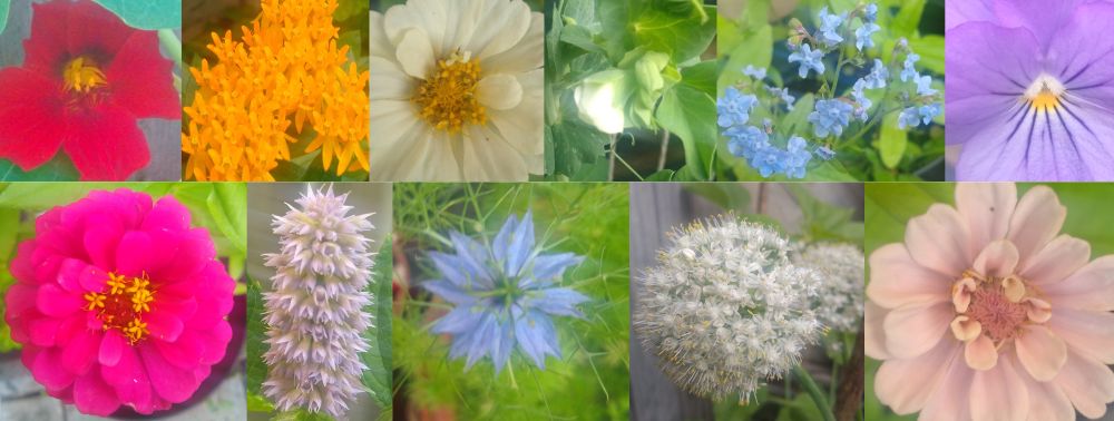 flowers in rainbow, queer, lesbian and trans colours