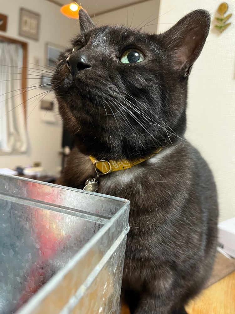 行儀良くご飯を待つ黒猫