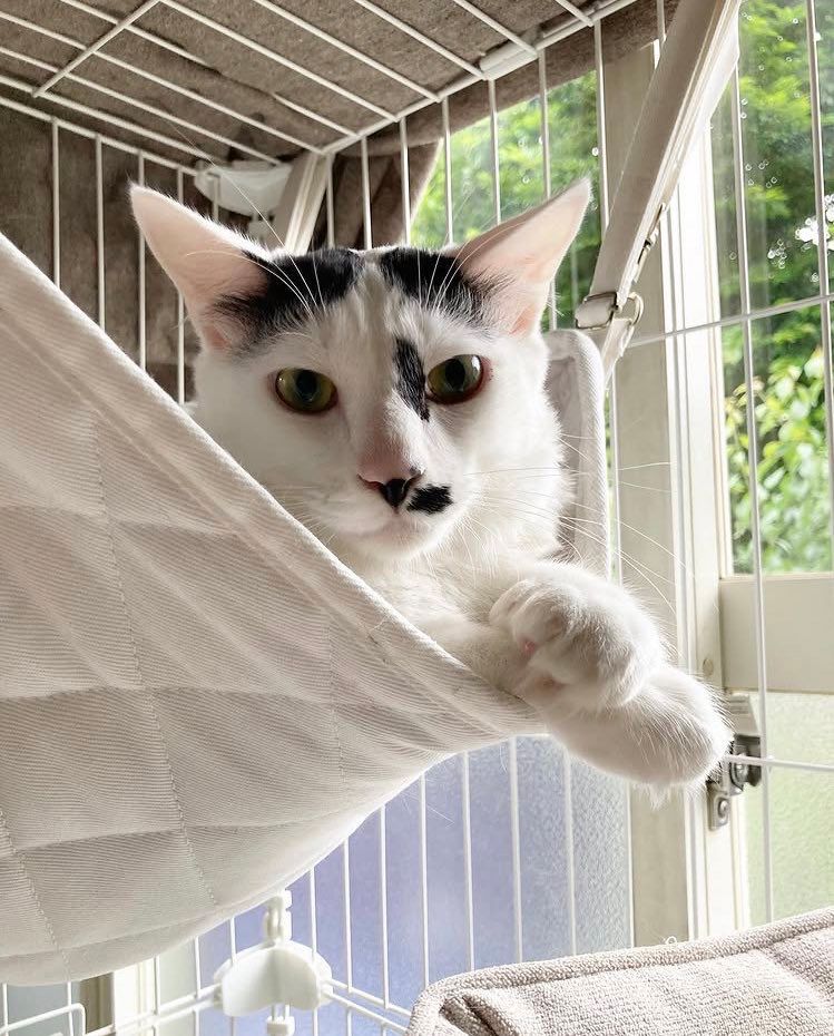 ケージ内のハンモックから前足を出してこちらを見る白黒猫。