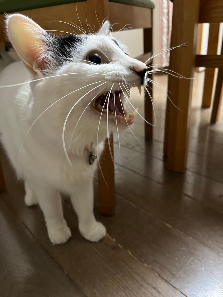 床から叫ぶ白黒猫