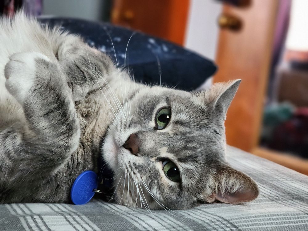 a gray tabby cat with green eyes
