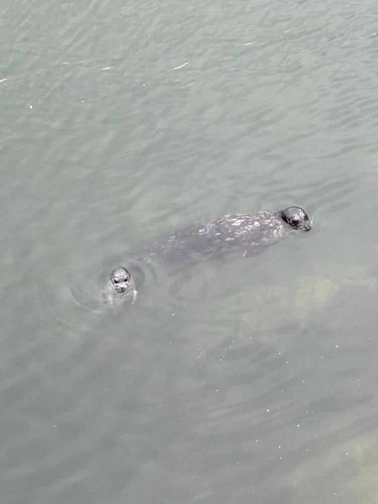 Seal and seal pup. 