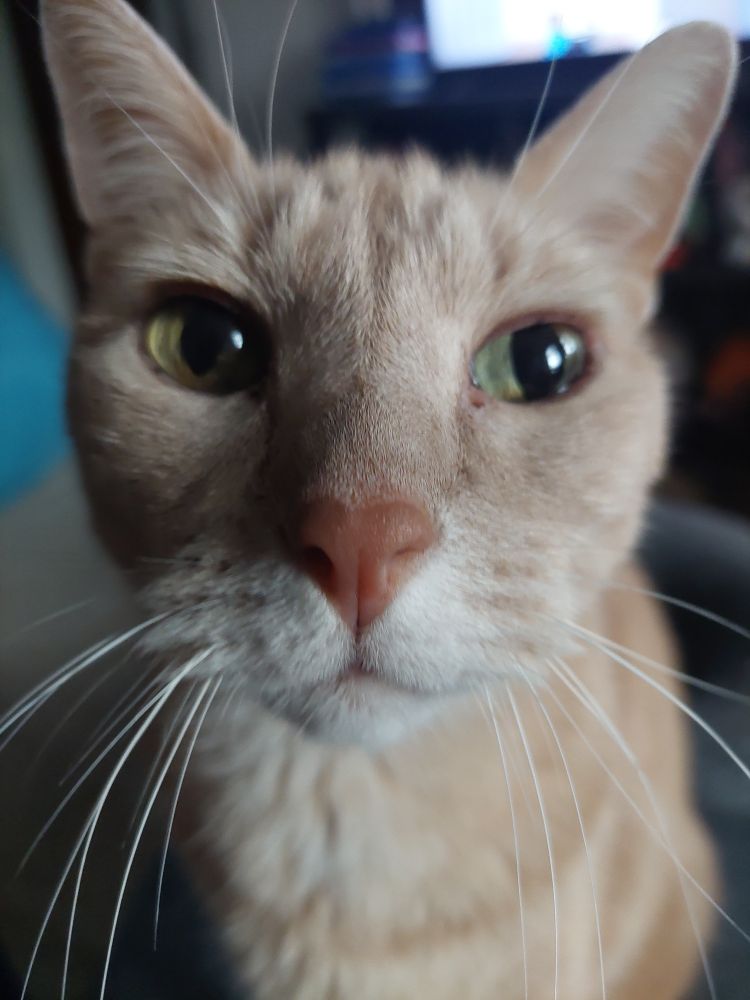 An orange cat named Kevin
