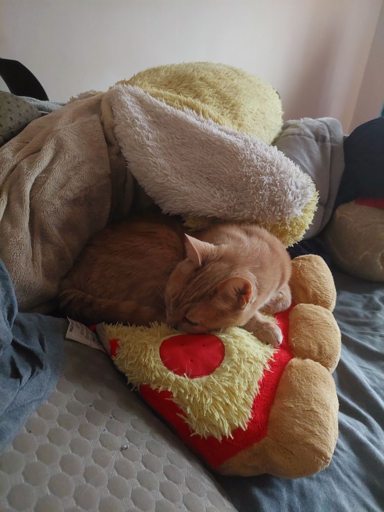 Orange tabby cat asleep curled up on a pizza shaped plush.
