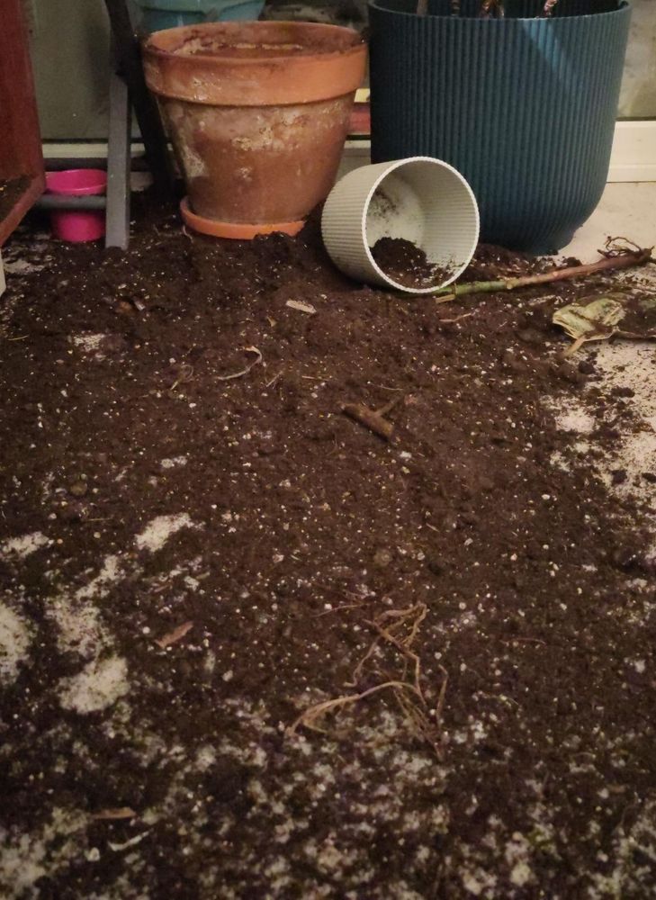 3 pots de plantes, un renversé, 3 tonnes de terre PARTOUT 