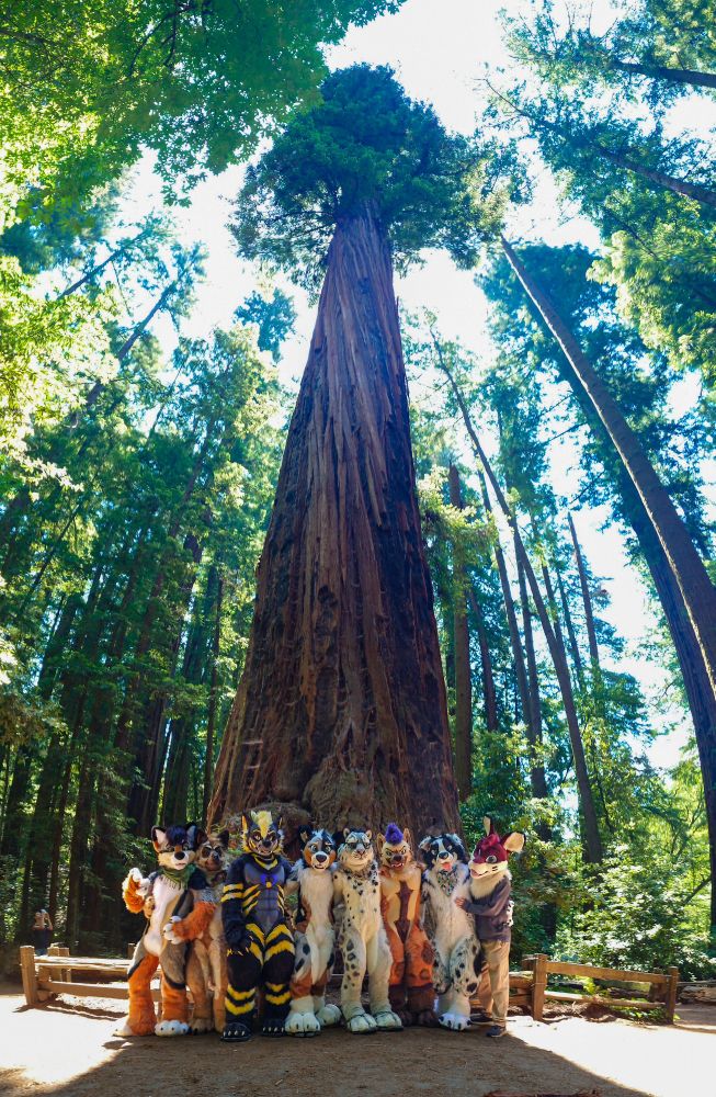 8 fursuiters at the largest redwood in Henry Cowell Big Trees located in Felton, CA. Suiters left to right are: Nudge, Anielde, Lyte, Brandog, Fateclaw, Koro, Trip, and Musubi