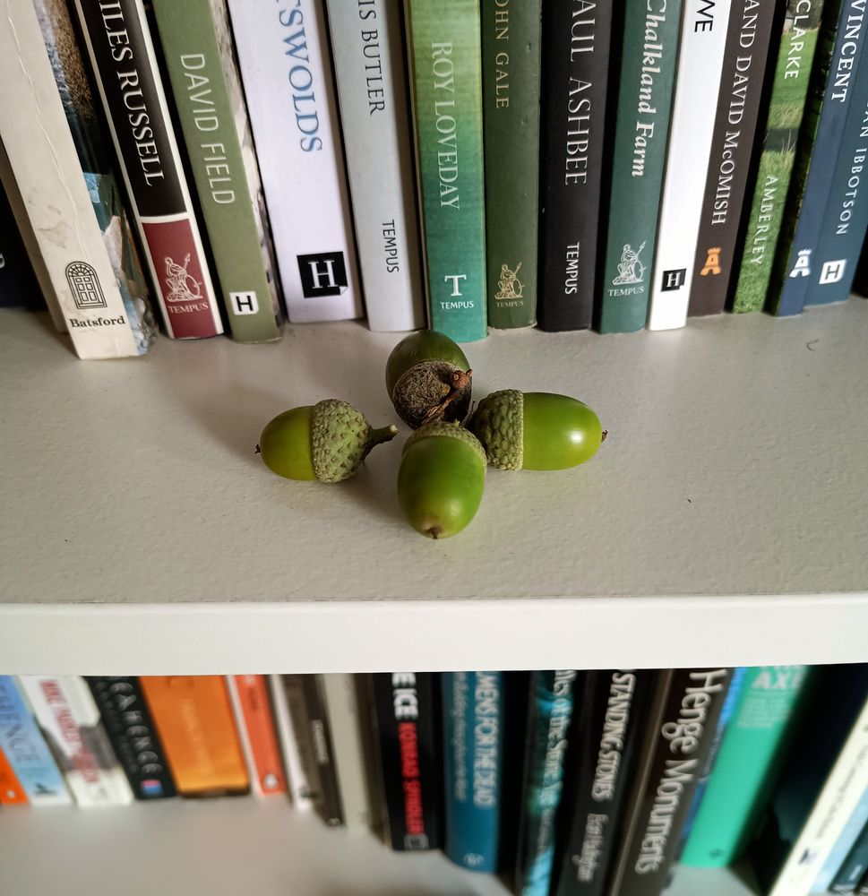 A photo of 4 green acorns on a white bookshelf surrounded by books