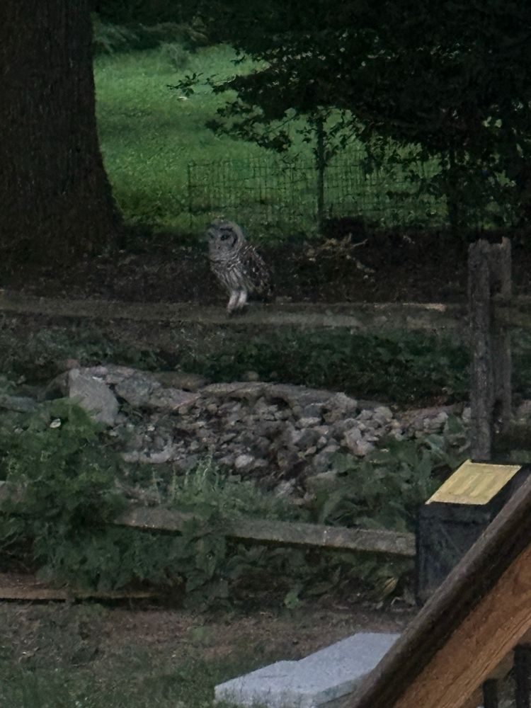 A Barred Owl perching on a wooden fence in our back yard.