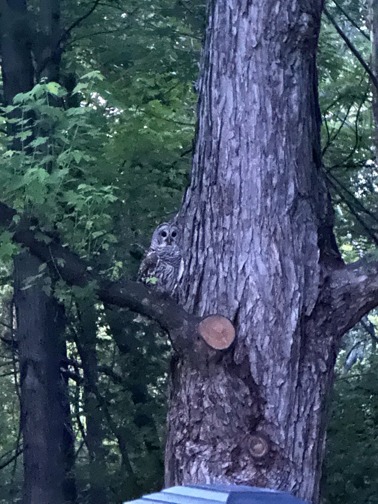 An adult Barred Owl perching on a silver maple tree branch in our back yard.