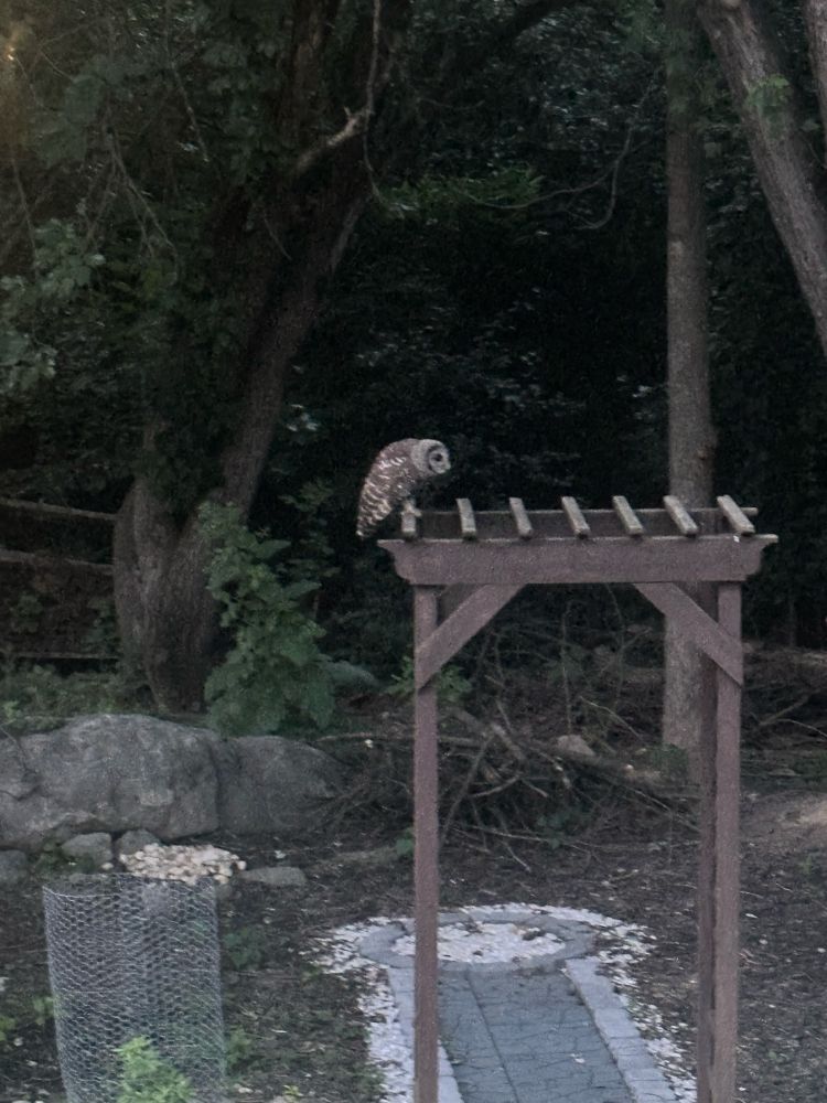An adult Barred Owl perching on a wooden trellis in our back yard.