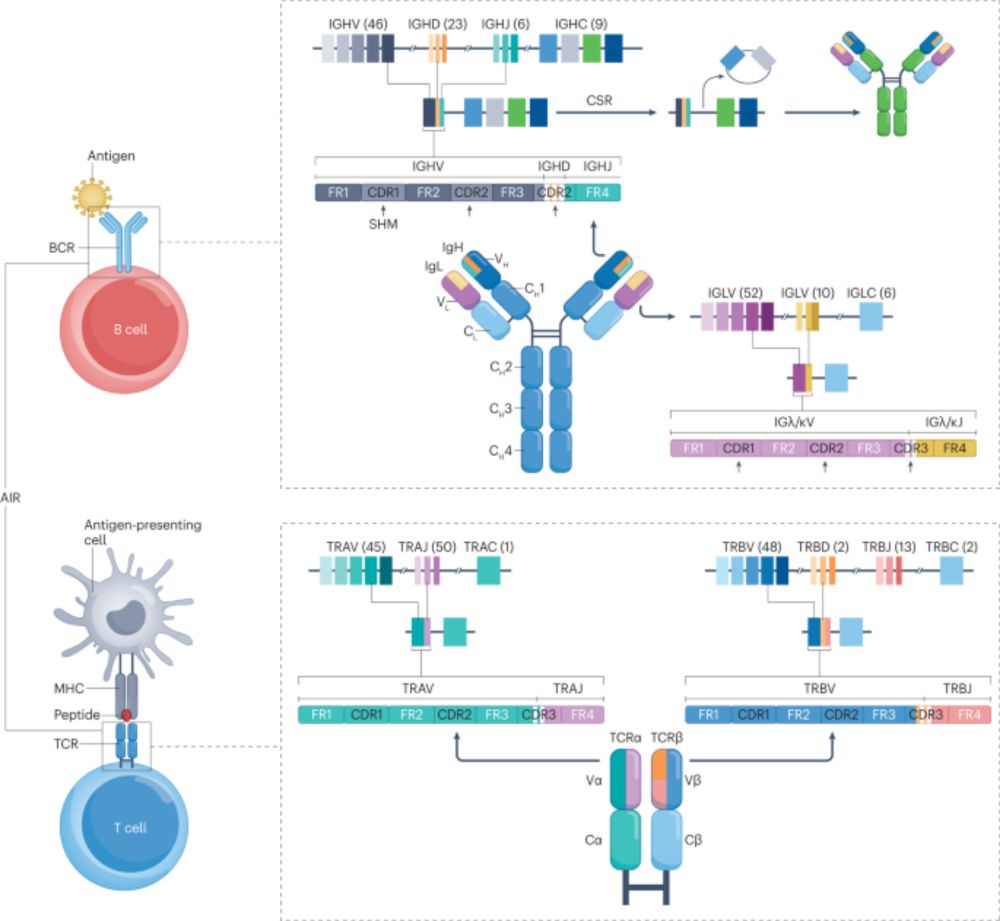 Adaptive immune receptor repertoire analysis - Nature Reviews Methods Primers