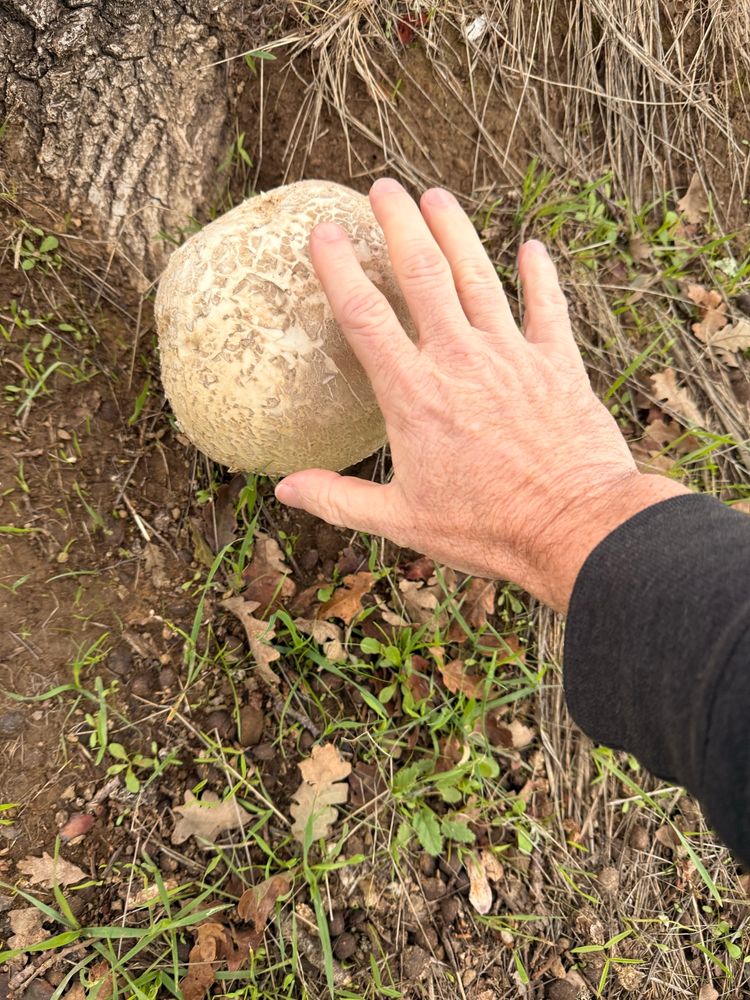 A hand-sized puff ball mushroom