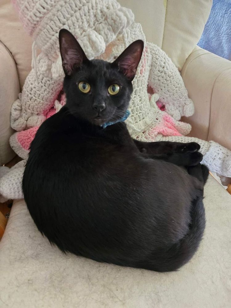 Solid black cat laying on a light tan colored glider chair. Crochet pink and white doll in the background. 