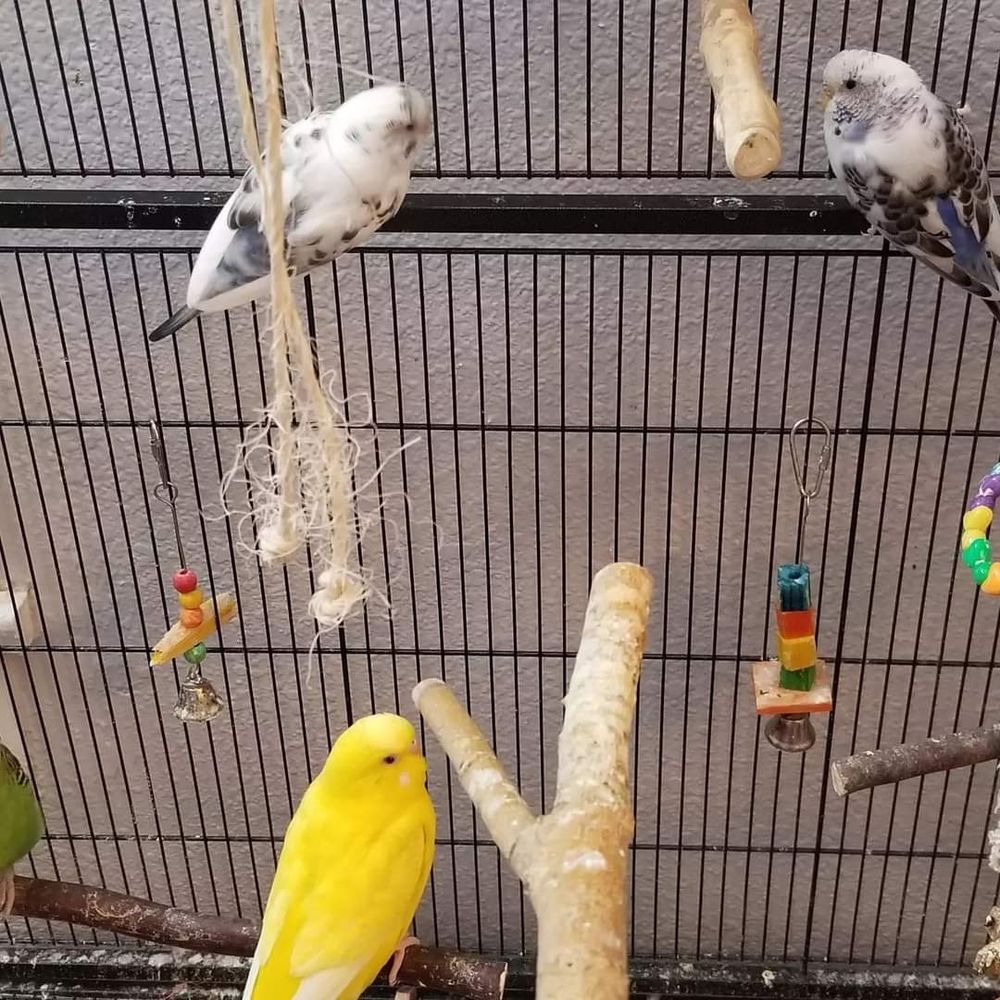 Two white budgies holding onto the side of a bird cage in the background. A Yellow budgie sitting on a perches in the foreground. 