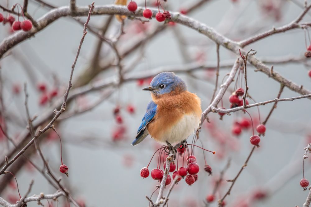 Eastern Bluebird perched in the Crabapple Tree on a frosty autumn morning.