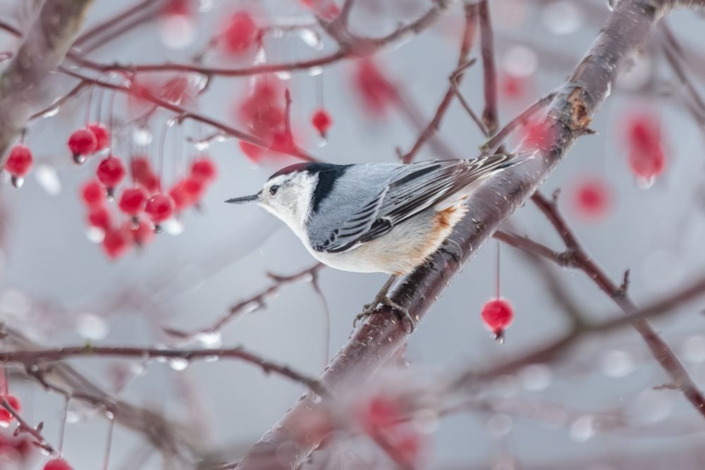A White Breasted Nuthatch in the Crabapple Tree surrounded by the sparkle of freezing rain.
