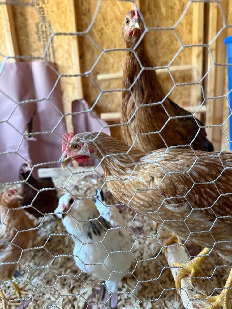 The chickens