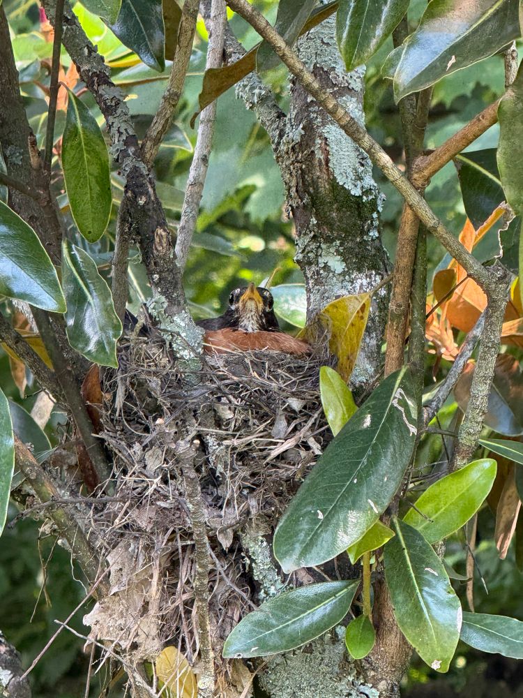 Baby Robin in our yard