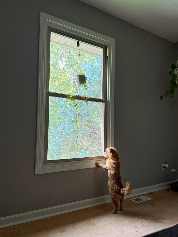 Elsie the terrier looking through the window