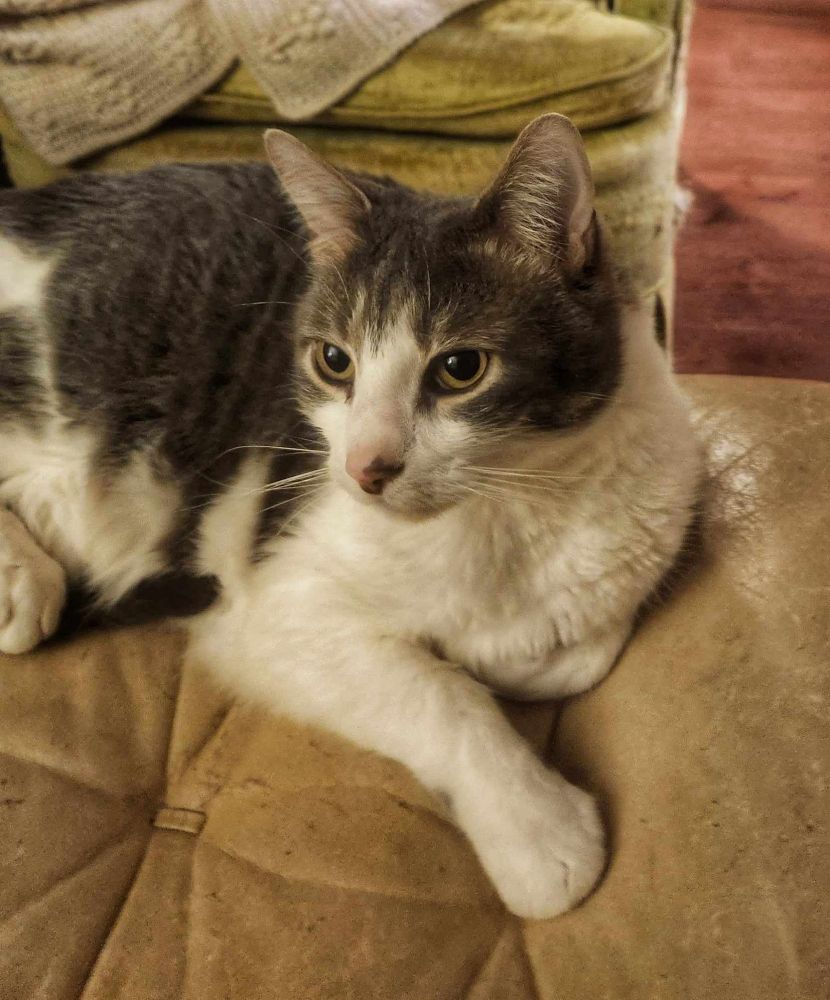 A very handsome portrait of Ollie in soft, warm lighting.