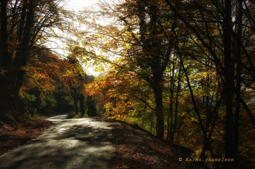 Ruta, viatge, camí ...
Colors de novembre
Tardor 2024
