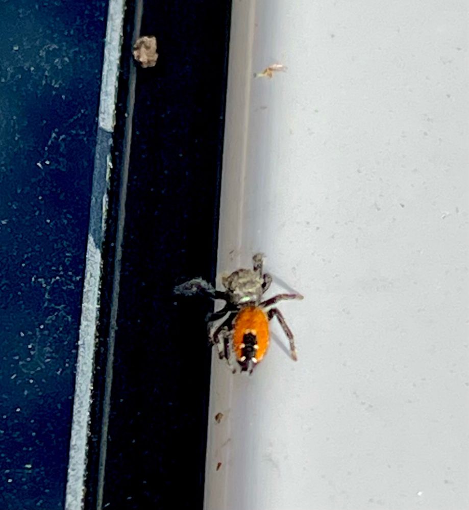 A small red, black, and grey jumping spider on a car windscreen. Harmless, unless you are a small insect!