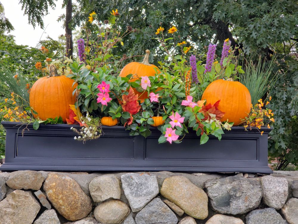 Pumpkins and flowers at my place