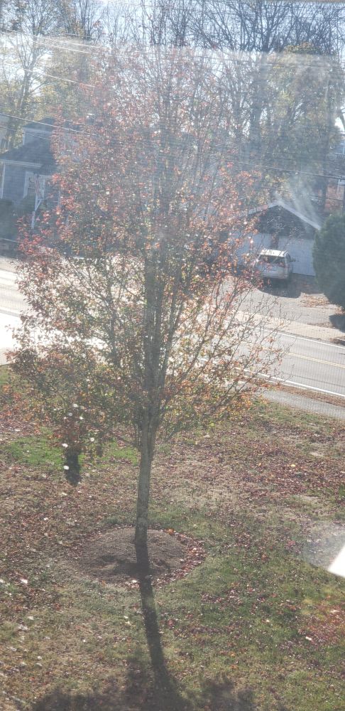 Small tree with orange leaves in the sunshine beside the street