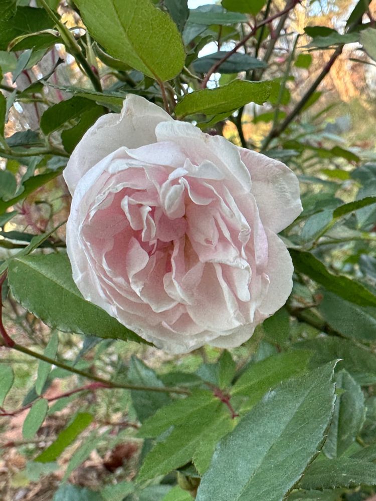 A pale pink rose blossom