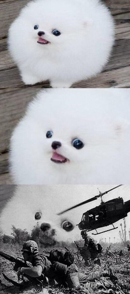ptsd puppy