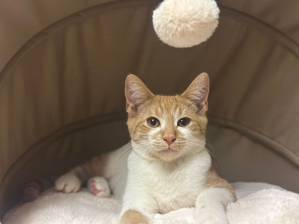 handsome orange and white kitten sitting inside of a canopy cat bed with a white pompom dangling from the canopy