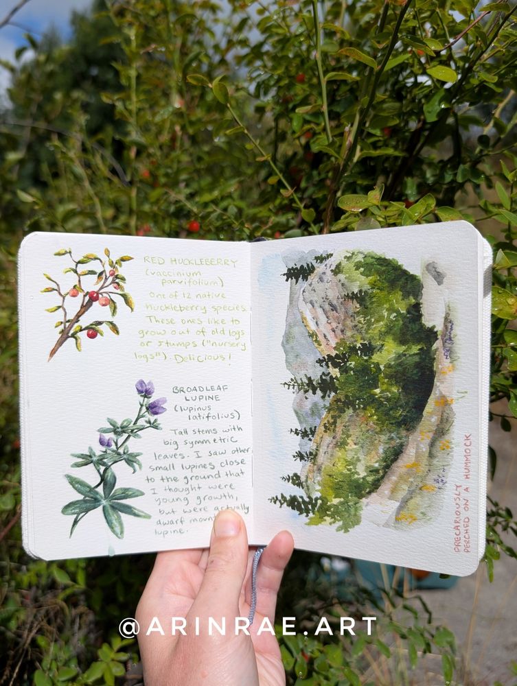 Page 2: flowers observed along the Hummocks trail at Mount St Helens North side. Red huckleberry and broadleaf lupine. Also a plein air sketch of Hummocks trail.