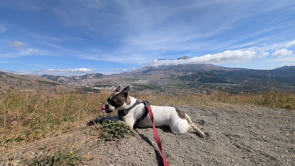 A photo of dog hiking Boundary Trail to Johnston Ridge Observatory with a view of St Helen