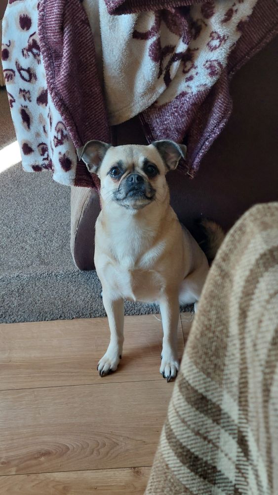 A photograph of a chihuahua/pug cross sat down and staring intently towards the direction of the camera