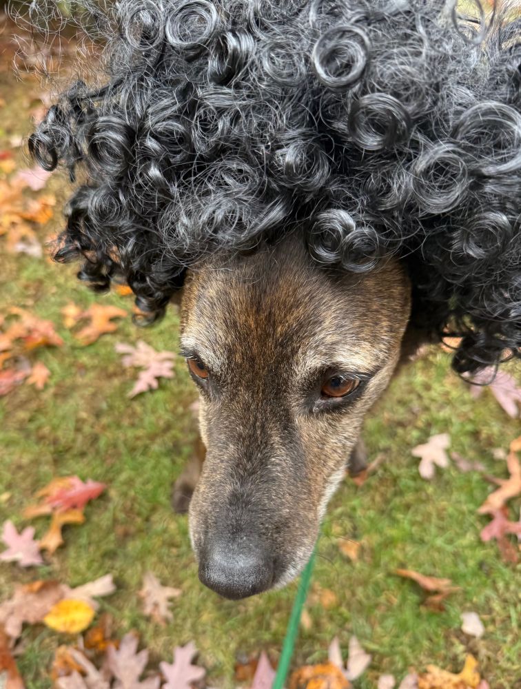 Dog wearing a wig 