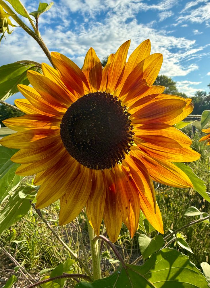 Large sunflower 