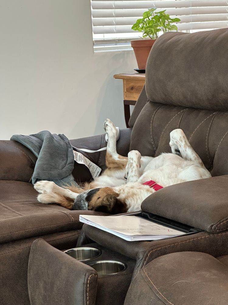 Brown and white dog sleeping on his back like a goofball. 
