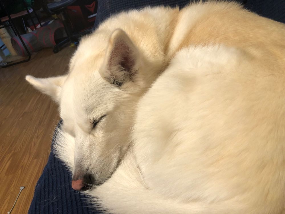 A husky