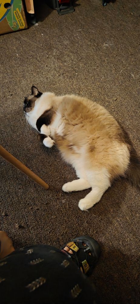 A white and dark brown cat flopped on his side.