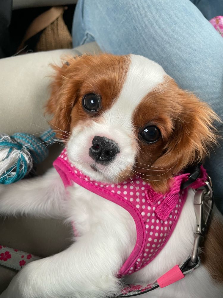 Willow, the King Charles cavalier spaniel 