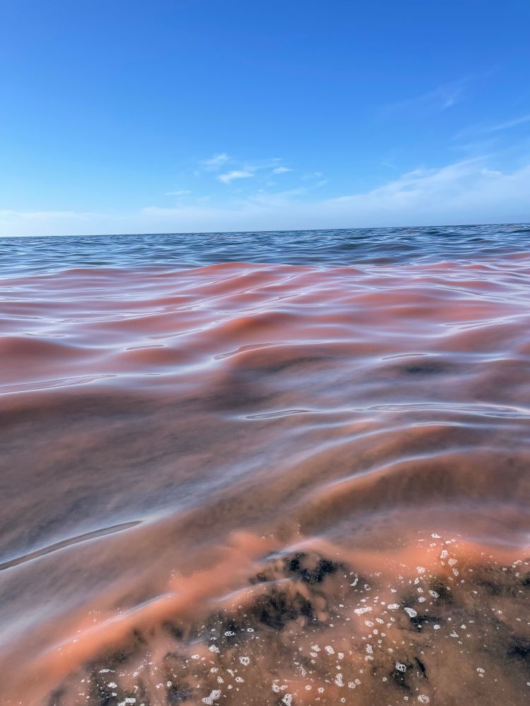 A red tide - red dianoflagelletes that turn the sea to a murk red in the day and are a vibrant bioluminescent blue at night 