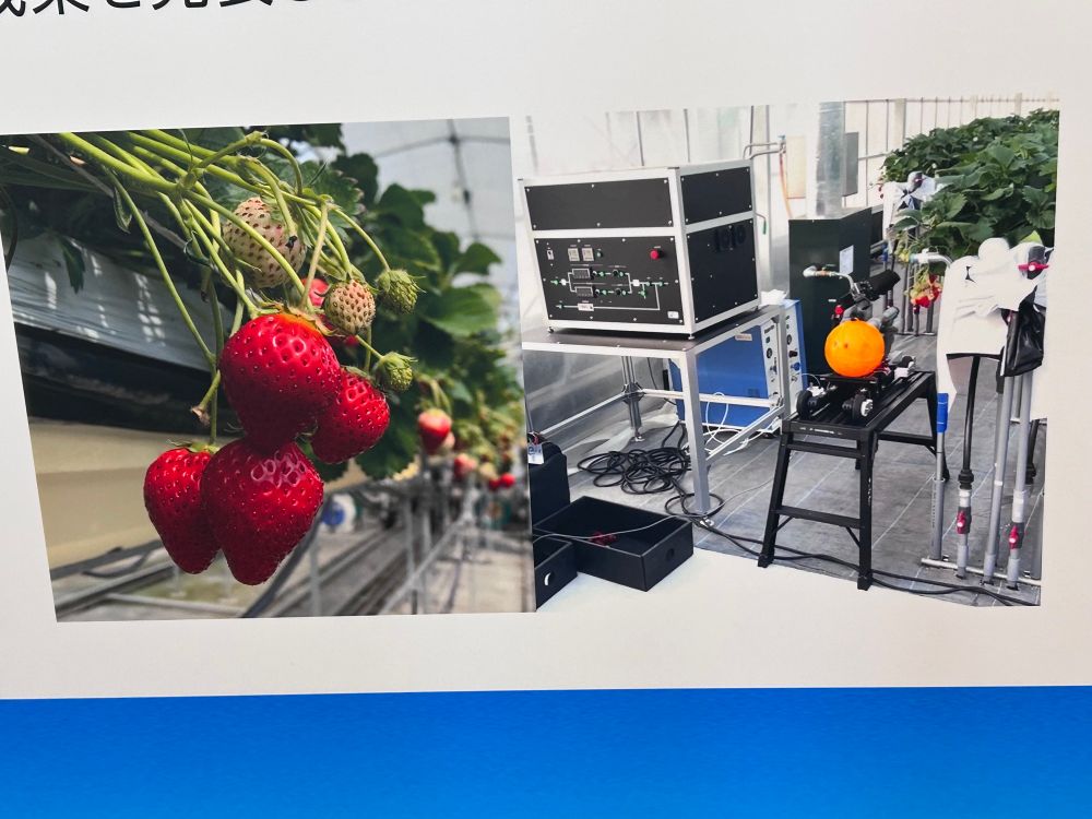 いちご栽培の写真にオレンジのハロの模型が写り込んでいる