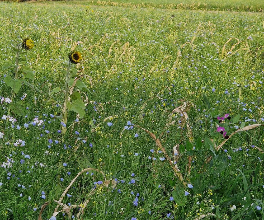Feld mit Sonnenblumen, Lein und Platterbsen