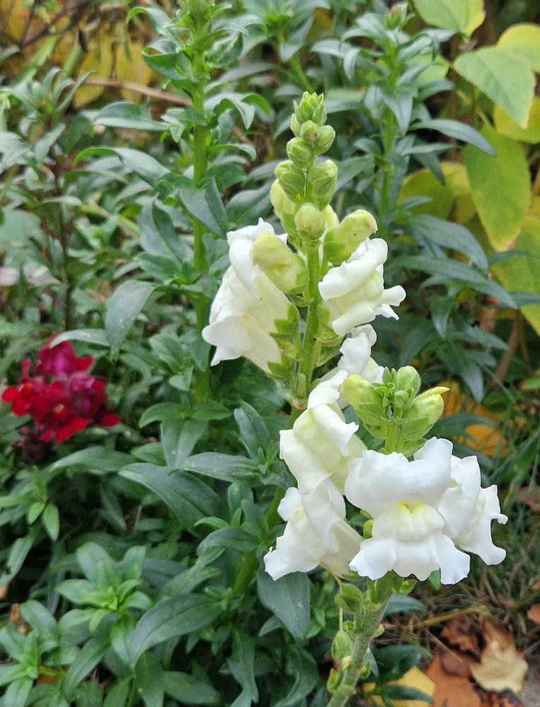 Löwenmaul, weiße und roten Blüten 