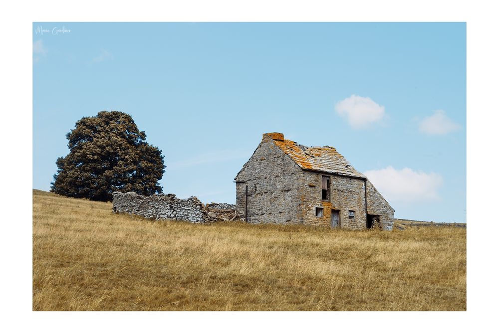 bright blue skies with a ruined house in the middle and a tree behind it. The foreground is longish yellow-green grass