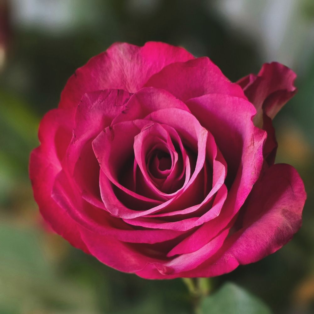 A pink rose from above with green leaves blurred out in the background