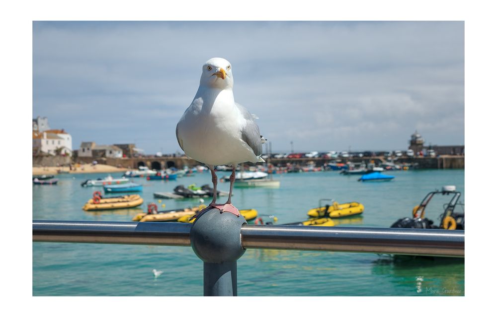 a seagull sitting on a railing in front of a beautiful blue harbour with lots of little boats